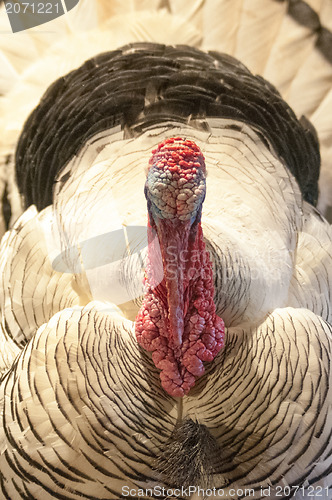 Image of White turkey
