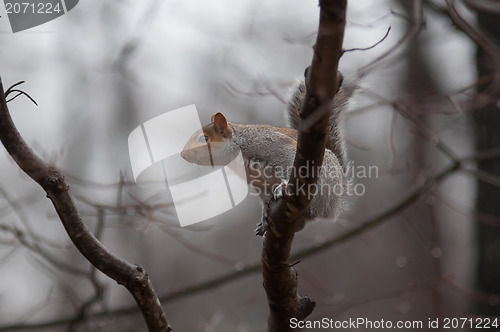 Image of jumping squirrel