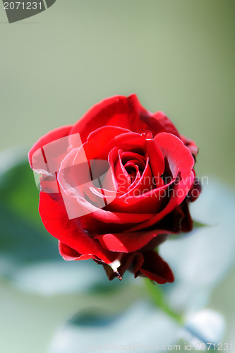 Image of red rose