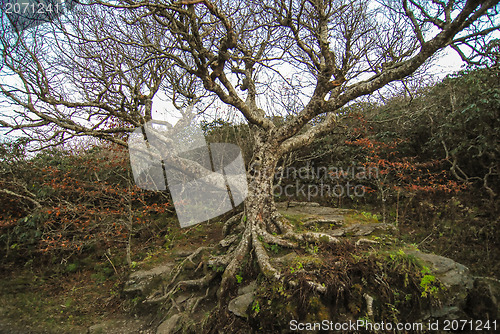 Image of craggy gardens