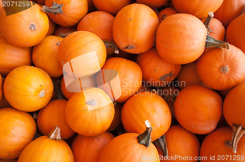 Image of pumpkins on pumpkin patch