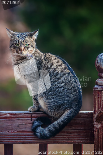 Image of The gray cat on a fence