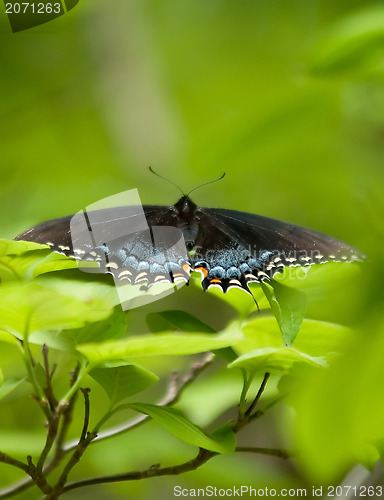 Image of butterfly