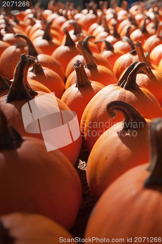 Image of pumpkins on pumpkin patch