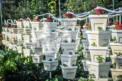 Image of vertical strawberry farm