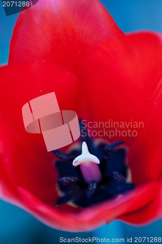 Image of tulips
