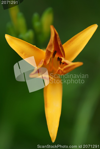 Image of orange lily