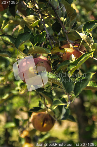 Image of apple farm