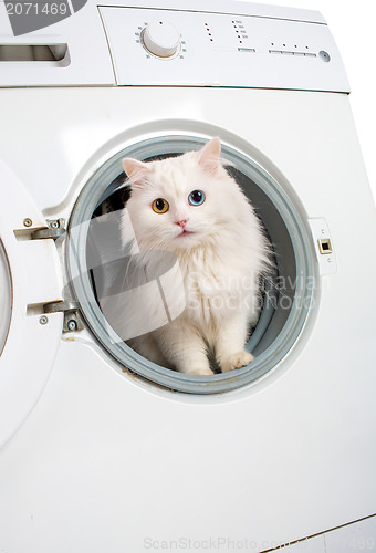 Image of washing machine and cat