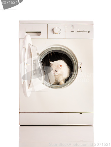 Image of washing machine and cat