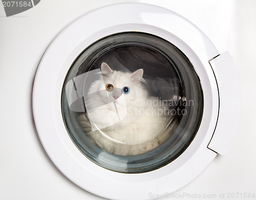 Image of washing machine and cat