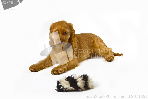 Image of Cocker Spaniel puppy