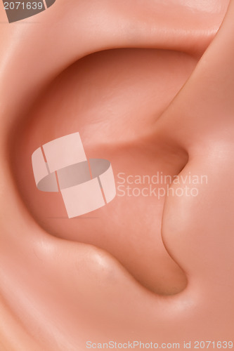 Image of Ear conch