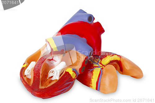 Image of Model heart for medical demonstration