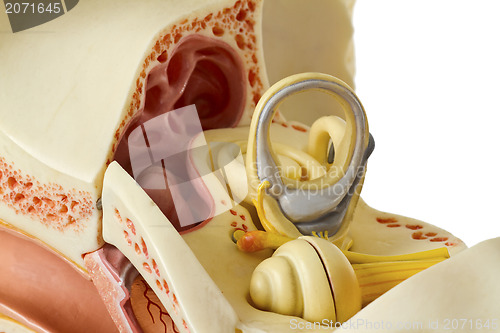 Image of Ear anatomy