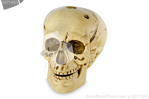 Image of Human skull