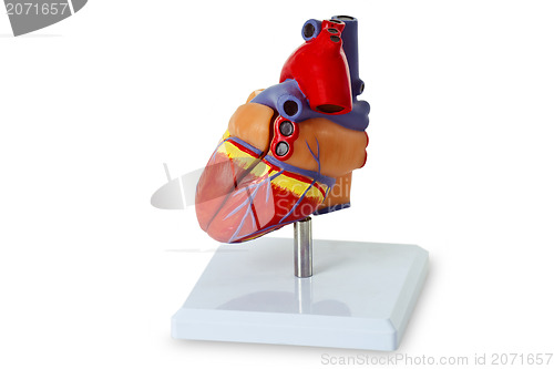 Image of Model heart for medical demonstration