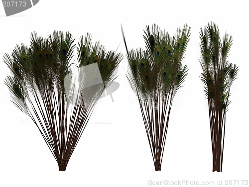 Image of Peacock Feather Clumps
