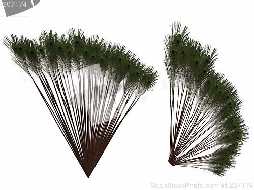 Image of Peacock Feather Clumps