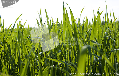 Image of Green grass