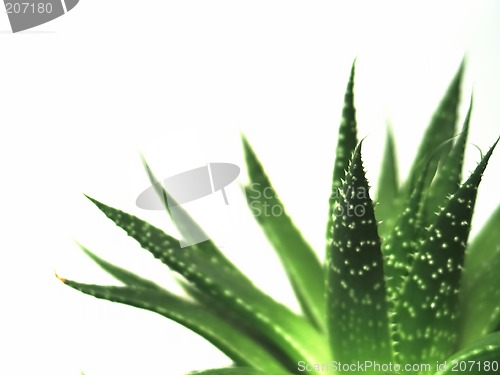 Image of aloe vera leaves 2