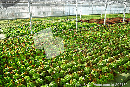 Image of Hothouse
