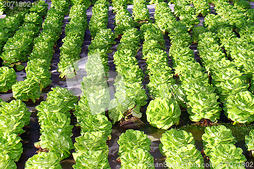 Image of Fresh lettuce