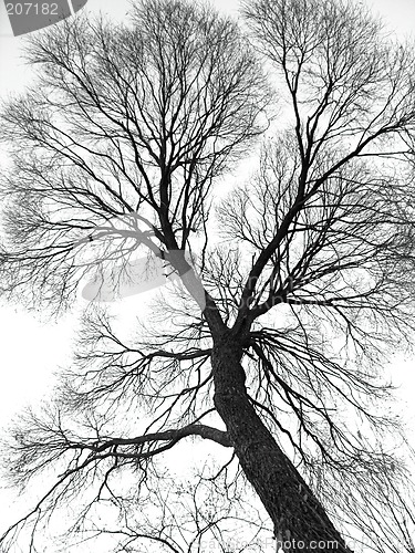 Image of veins of the tree