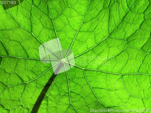 Image of leaf of nasturtium 3