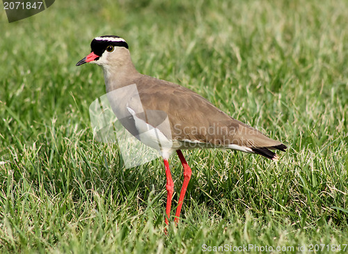 Image of Crowned Plover Lapwing Bird Focussed