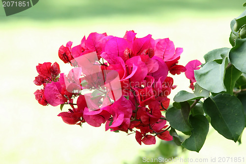 Image of Beautiful Bouganvilla Flowers 
