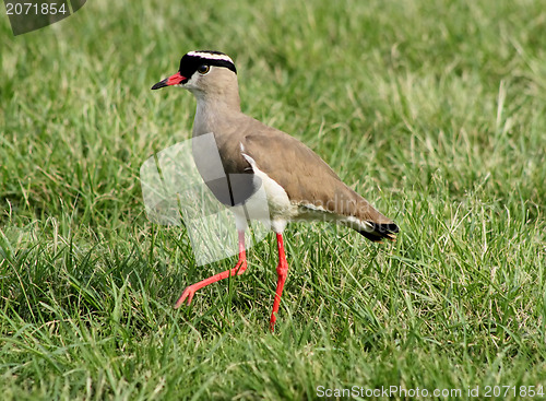 Image of Crowned Plover Lapwing Bird Leg Forward