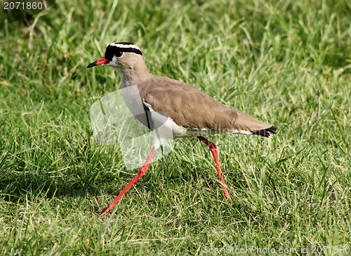 Image of Crowned Plover Lapwing Bird Walking