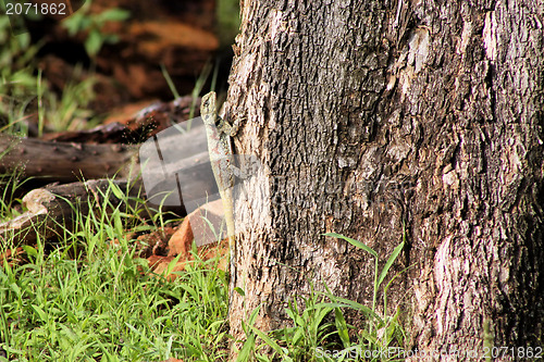 Image of Blue Headed Agama Lizard