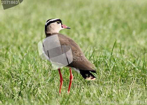 Image of Crowned Plover Lapwing Bird Looking Back