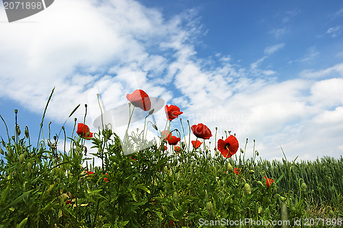 Image of Red poppy