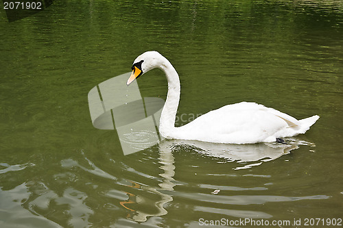 Image of Swan