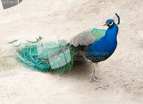 Image of Peacock