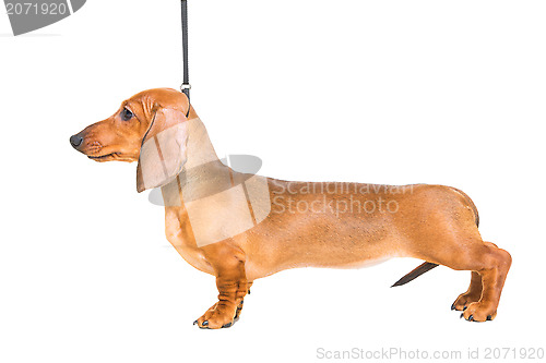 Image of red dachshund puppy on isolated white