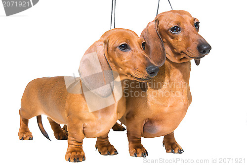 Image of two red dachshund dogs on isolated white