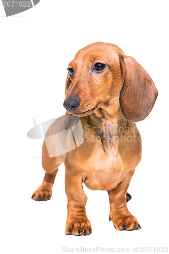 Image of red dachshund puppy on isolated white