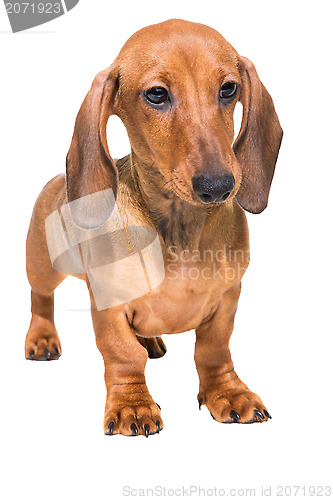 Image of red dachshund puppy on isolated white