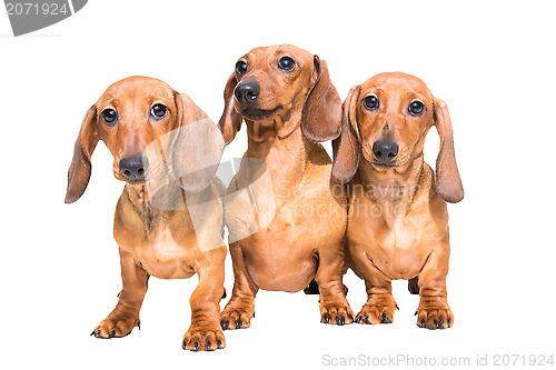 Image of three red dachshund dogs on isolated white