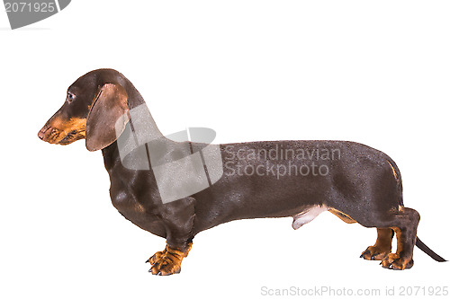 Image of chocolate dachshund puppy on isolated white