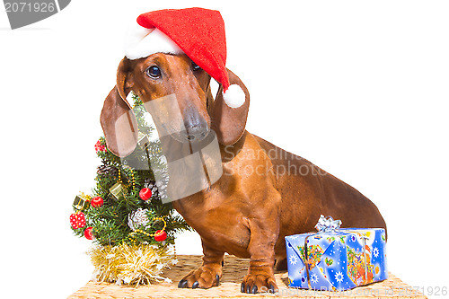 Image of red dachshund with near Christmas tree on isolated white
