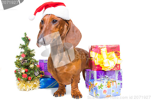 Image of red dachshund with near Christmas tree on isolated white