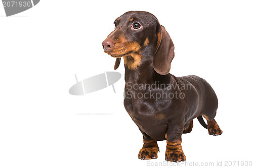 Image of chocolate dachshund puppy on isolated white