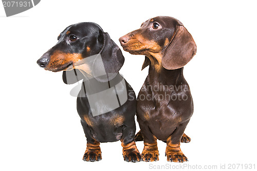 Image of black and chocolate dachshund dogs on isolated white