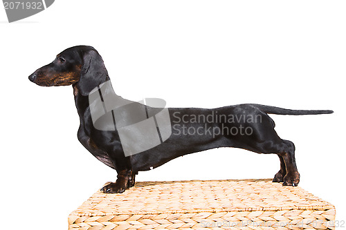 Image of black dachshund with fine exterior on isolated white 