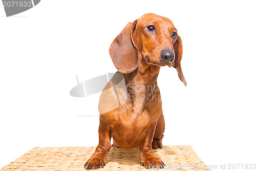 Image of red dachshund on isolated white